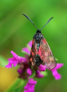 Five-spot Burnet At Waitby Greenriggs, 1st of the year Cumbria,Narrow-Bordered Five-Spot Burnet,Waitby Greenriggs,Zygaena lonicerae