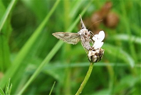 Silver Y - Laying eggs? Laying eggs?? Autographa gamma,Cumbria,Kings Meaburn,Silver Y