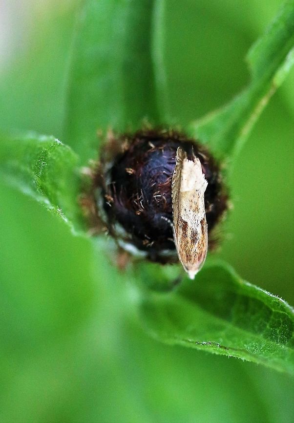 Eucosma sp Possibly Eucosma hohenwartiana - Looks like that but I understand the difficulty of trying to identify micro-moths Cumbria,Eucosma sp,Kings Meaburn,Moth