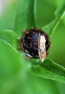 Eucosma sp Possibly Eucosma hohenwartiana - Looks like that but I understand the difficulty of trying to identify micro-moths Cumbria,Eucosma sp,Kings Meaburn,Moth