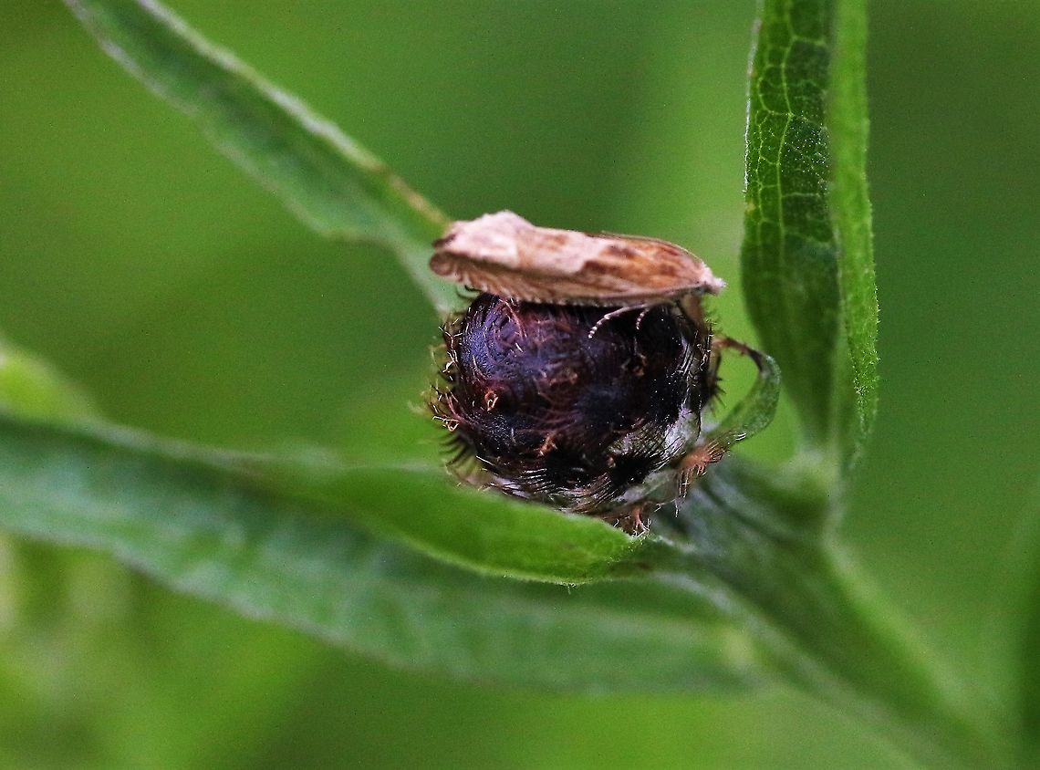 Eucosma hohenwartiana - Tentative identification Possibly Eucosma hohenwartiana - Looks like that but I understand the difficulty of trying to identify micro-moths - not the greatest picture but hands and knees on windy day in the grass Cumbria,Eucosma hohenwartiana,Eucosma sp,Kings Meaburn,Moth