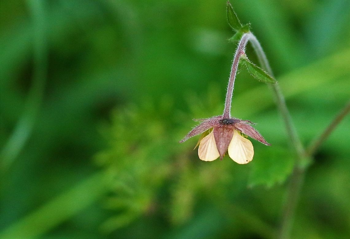 Geum x intermedium This is a fertile hybrid Geum rivale x urbanum cross - as I understand accepted as a species, some are much more  <a href="https://species.nbnatlas.org/species/NBNSYS0000161695" rel="nofollow">https://species.nbnatlas.org/species/NBNSYS0000161695</a> Cumbria,Geum x intermedium,Hybrid avens,Kings Meaburn