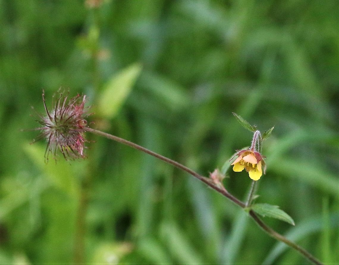 Geum x intermedium This is a fertile hybrid Geum rivale x urbanum cross - as I understand accepted as a species, some are much more  <a href="https://species.nbnatlas.org/species/NBNSYS0000161695" rel="nofollow">https://species.nbnatlas.org/species/NBNSYS0000161695</a> Cumbria,Geum x intermedium,Hybrid avens,Kings Meaburn