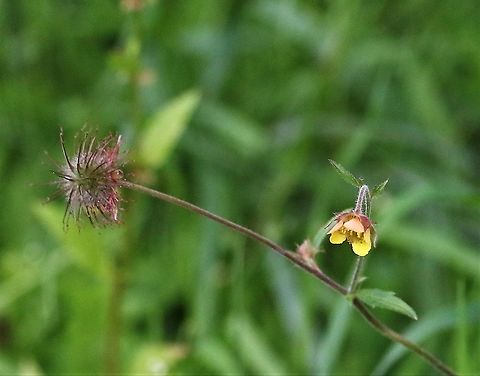 Geum x intermedium This is a fertile hybrid Geum rivale x urbanum cross - as I understand accepted as a species, some are much more  https://species.nbnatlas.org/species/NBNSYS0000161695 Cumbria,Geum x intermedium,Hybrid avens,Kings Meaburn