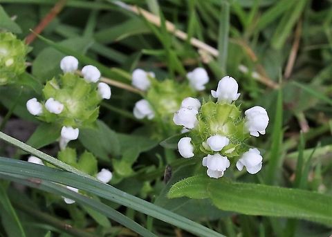 Self-heal - White form The white form (alba) appears occasionally in areas of limestone pavement, the one on Burton Fell (part of the Hutton Roof reserves), although I have seen it at Gait Barrows too. Common self-heal,Cumbria,Hutton Roof Reserve,Prunella vulgaris,White form
