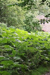 Butterbur in its majesty Butterbur grown up by mid-summer Butterbur,Cumbria,Kings Meaburn,Petasites hybridus