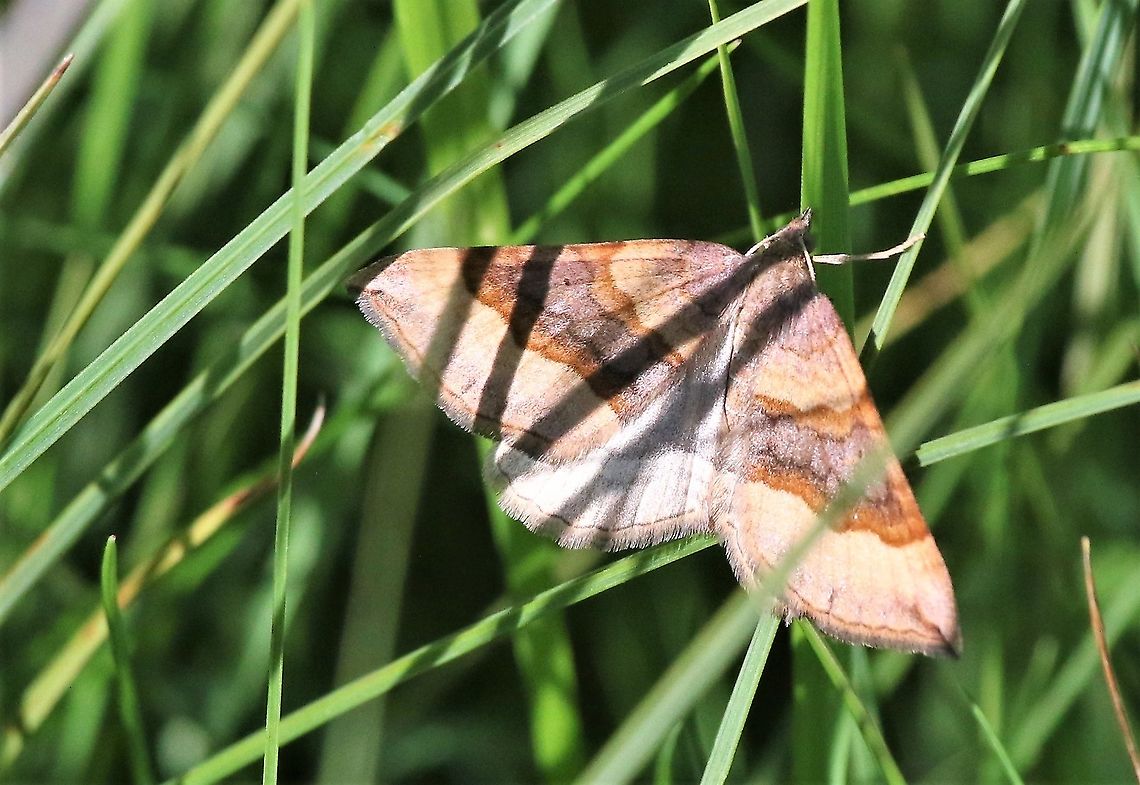 Shaded broad-bar Quite a few of this beautiful moth about in July particularly in hay meadows and shortish grass Cumbria,International Moth Week,Kings Meaburn,Moth,Moth Week,Moth Week 2020,National Moth Week,Scotopteryx chenopodiata,Shaded Broad-bar,moth,moths