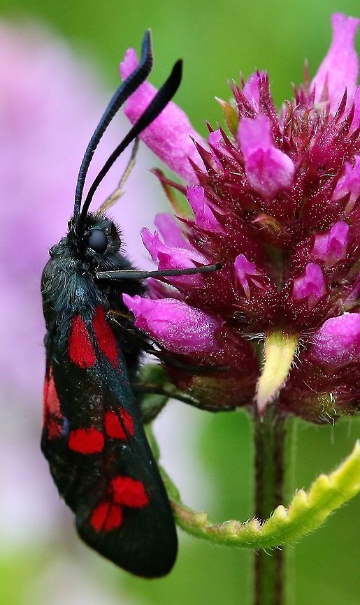 Six-spot burnet On old railway line Cumbria,Moth Week 2020,Six-spot burnet,Waitby Greenriggs,Zygaena filipendulae