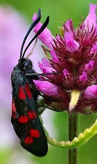 Six-spot burnet On old railway line Cumbria,Moth Week 2020,Six-spot burnet,Waitby Greenriggs,Zygaena filipendulae