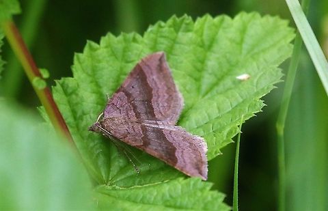 Shaded  broad-bar On woodland edge Cumbria,Kings Meaburn,Moth Week 2020,Scotopteryx chenopodiata,Shaded Broad-bar