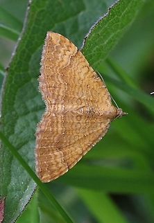 Yellow shell On disused railway line Camptogramma bilineata,Cumbria,Moth Week 2020,Waitby Greenriggs,Yellow Shell