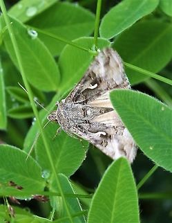 Silver Y quivering On disused railway line Autographa gamma,Cumbria,Moth Week 2020,Silver Y,Waitby Greenriggs