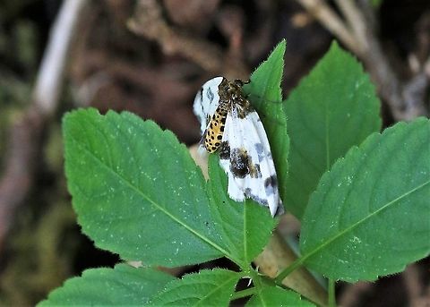 Clouded Magpie Below disused railway line in hazel woodland Abraxas sylvata,Clouded magpie,Cumbria,Moth Week 2020,Smardale