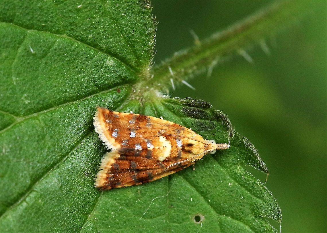 Yellow-spot tortrix In shade on nettle Cumbria,Kings Meaburn,Moth Week 2020,Pseudargyrotoza conwagana,Yellow-spot Tortrix