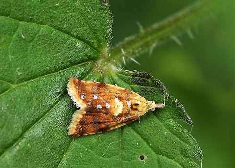 Yellow-spot tortrix In shade on nettle Cumbria,Kings Meaburn,Moth Week 2020,Pseudargyrotoza conwagana,Yellow-spot Tortrix