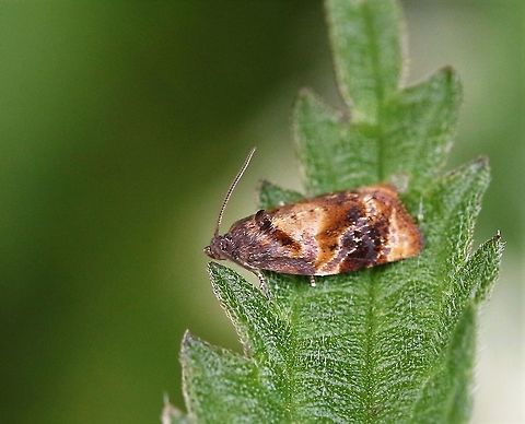 Red-barred Tortrix In shade on nettle Cumbria,Ditula angustiorana,Kings Meaburn,Moth Week 2020,Red-barred Tortrix