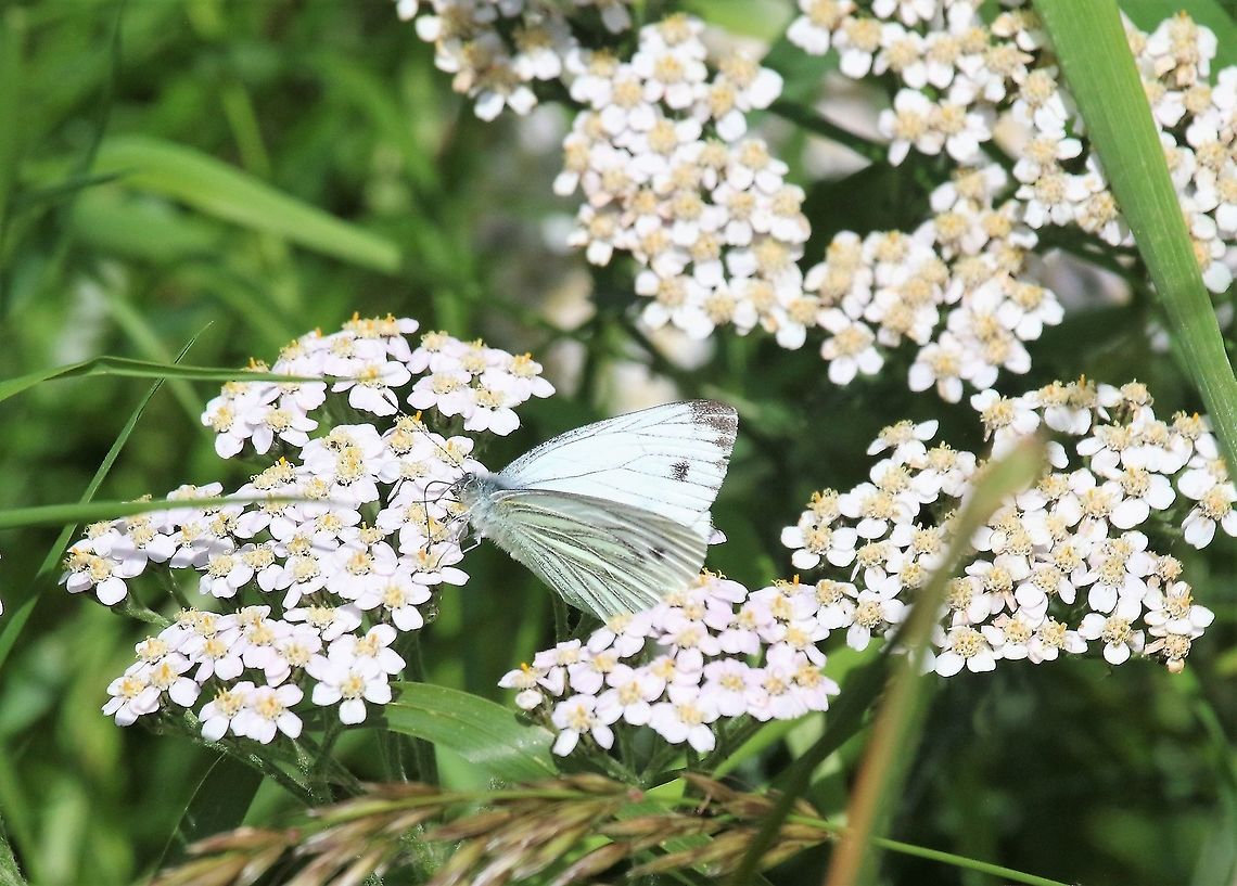 Sneezewort Sneezewort, fairly common with us, with Green-veined white butterfly Achillea ptarmica,Cumbria,Green-veined White,Kings Meaburn,Sneezewort