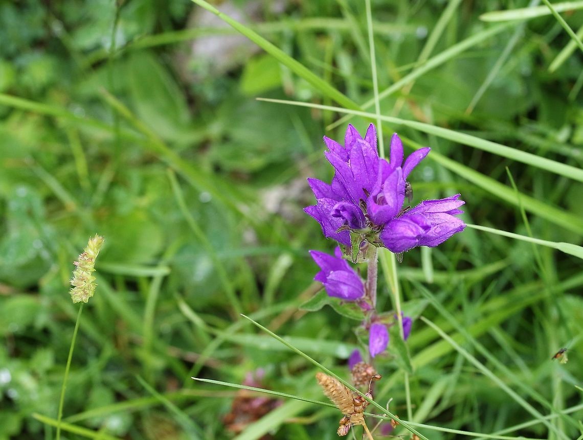 Clustered Bellflower One of 3 specimens of this, now rare meadow flower, in an unimproved hay meadow Campanula glomerata,Clustered bellflower,Crosby Ravensworth,Cumbria