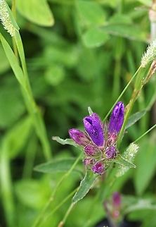 Clustered Bellflower A rarity now, only 3 specimens in this unimproved haymeadow Campanula glomerata,Clustered bellflower,Crosby Ravensworth,Cumbria