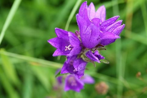 Clustered Bellflower Now a rarity around us, this in a haymeadow (unimproved), one of only 3 plants there Campanula glomerata,Clustered bellflower,Crosby Ravensworth,Cumbria