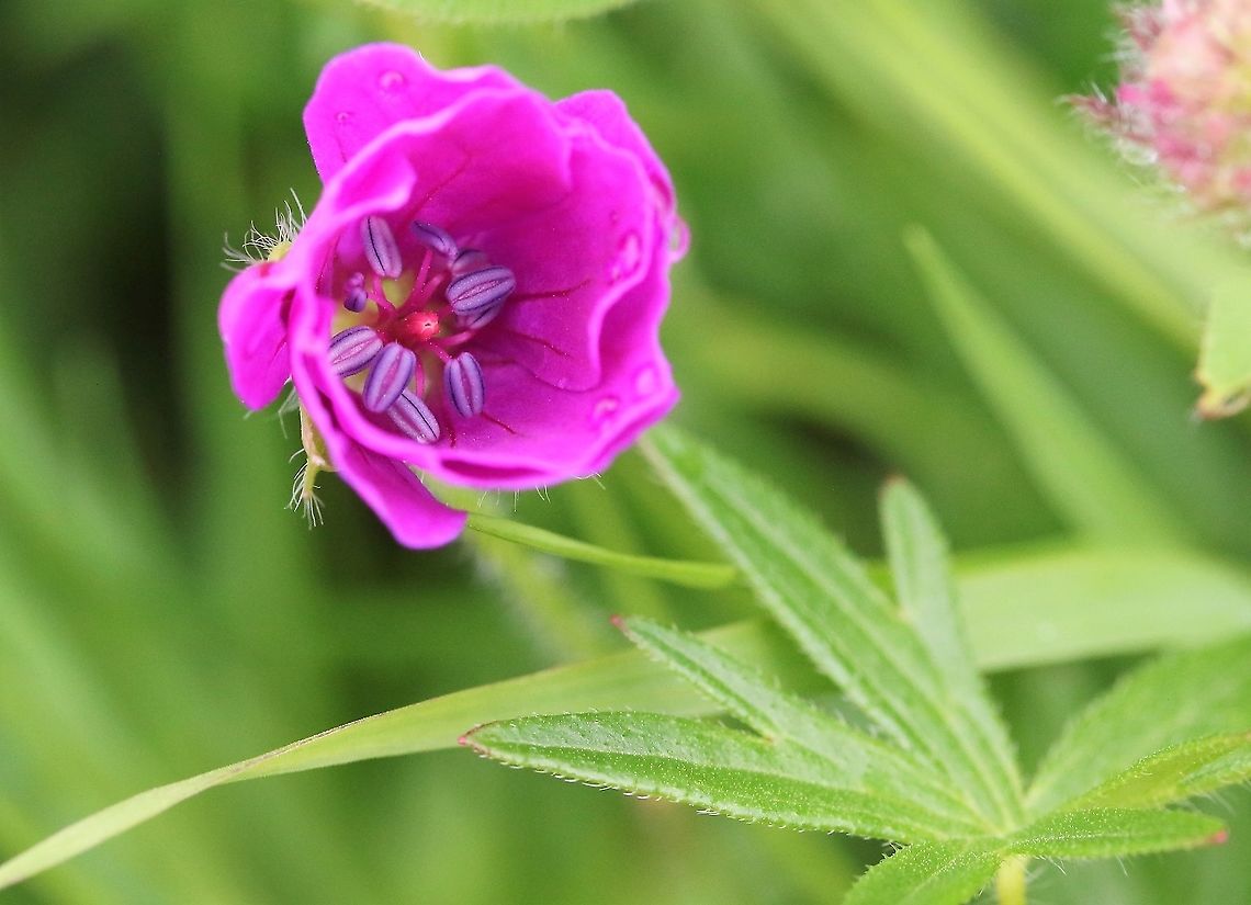 Bloody cranesbill Another plant of upland haymeadows on limestone - glorious colour Bloody geranium,Crosby Ravensworth,Cumbria,Geranium sanguineum