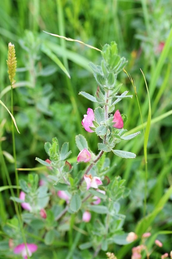 Common restharrow A wildflower of the upland haymeadow Common restharrow,Crosby Ravensworth,Cumbria,Ononis repens