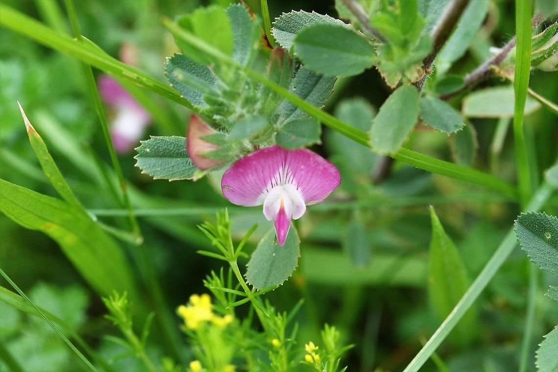 Common restharrow Another plant of the now rare upland haymeadows. Common restharrow,Crosby Ravensworth,Cumbria,Ononis repens