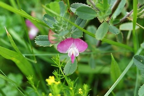 Common restharrow Another plant of the now rare upland haymeadows. Common restharrow,Crosby Ravensworth,Cumbria,Ononis repens