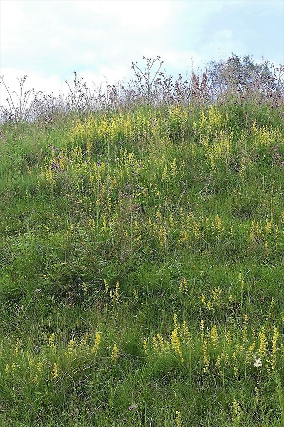 Lady's Bedstraw Found in hedgerows and haymeadows Cumbria,Galium verum,Kings Meaburn,Lady's bedstraw