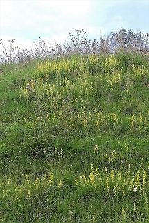Lady's Bedstraw Found in hedgerows and haymeadows Cumbria,Galium verum,Kings Meaburn,Lady's bedstraw