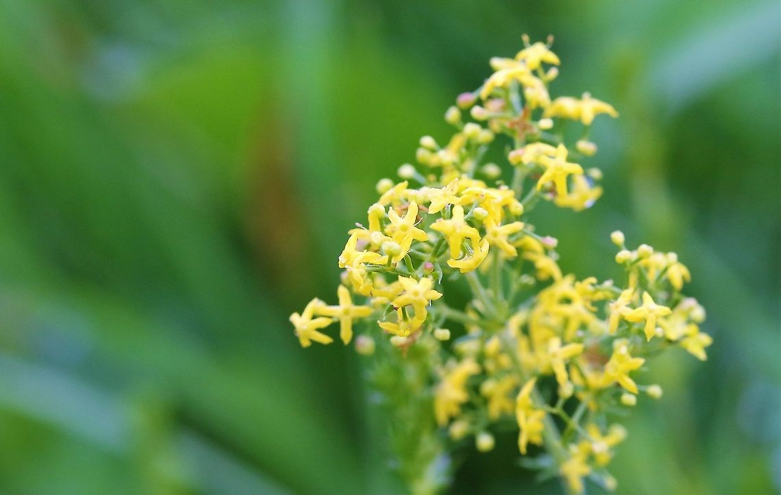 Lady's Bedstraw Haymeadow plant Cumbria,Galium verum,Kings Meaburn,Lady's bedstraw