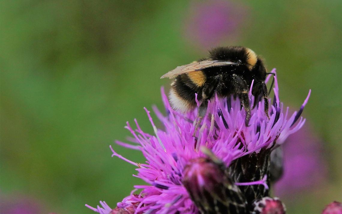 White-tailed bumblebee on Saw-wort The largest bumblebee in the UK Bombus lucorum,Cumbria,Waitby Greenriggs,White-tailed bumblebee