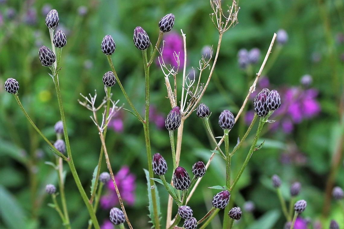 Saw-wort A pretty distinctive plant with thistle-like flowers Cumbria,Saw-wort,Serratula tinctoria,Waitby Greenriggs