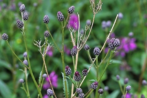 Saw-wort A pretty distinctive plant with thistle-like flowers Cumbria,Saw-wort,Serratula tinctoria,Waitby Greenriggs