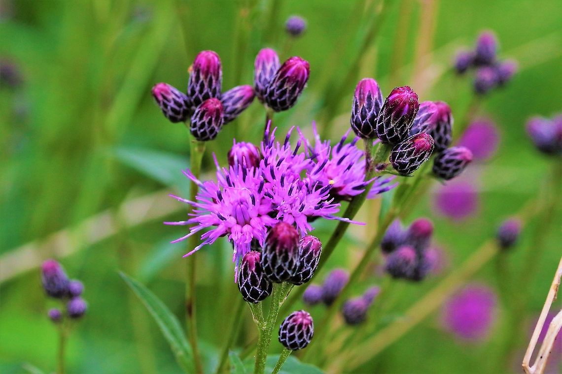 Saw-wort A distinctive plant of the small nature reserve known for its orchids and helleborines Cumbria,Saw-wort,Serratula tinctoria,Waitby Greenriggs
