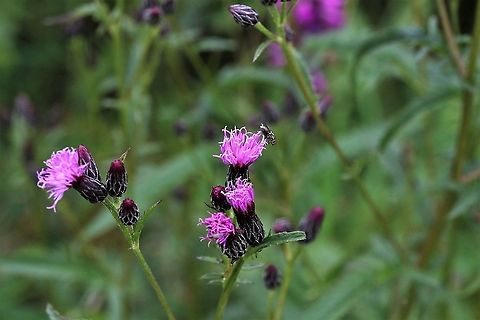 Saw-wort Flower, very like the creeping thistle Cumbria,Saw-wort,Serratula tinctoria,Waitby Greenriggs