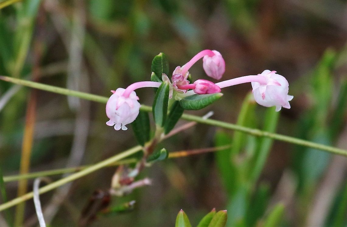 Bog Rosemary Found on the raised mire near the Solway Firth Andromeda polifolia,Bog Rosemary,Cumbria,Drumburgh Moss