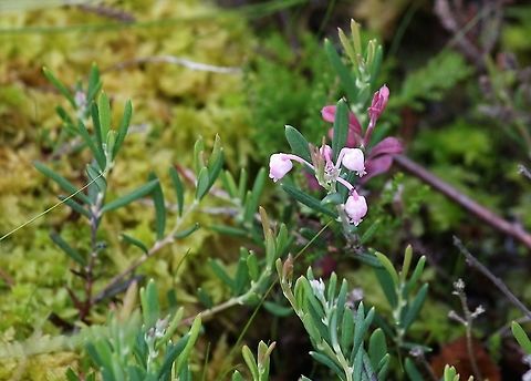 Bog Rosemary On the raised mire at Drumburgh Andromeda polifolia,Bog Rosemary,Cumbria,Drumburgh Moss