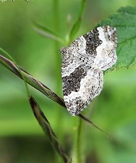 Common Carpet A fine looking moth on this small nature reserve Common Carpet,Cumbria,Epirrhoe alternata,Moth Week 2020,Waitby Greenriggs