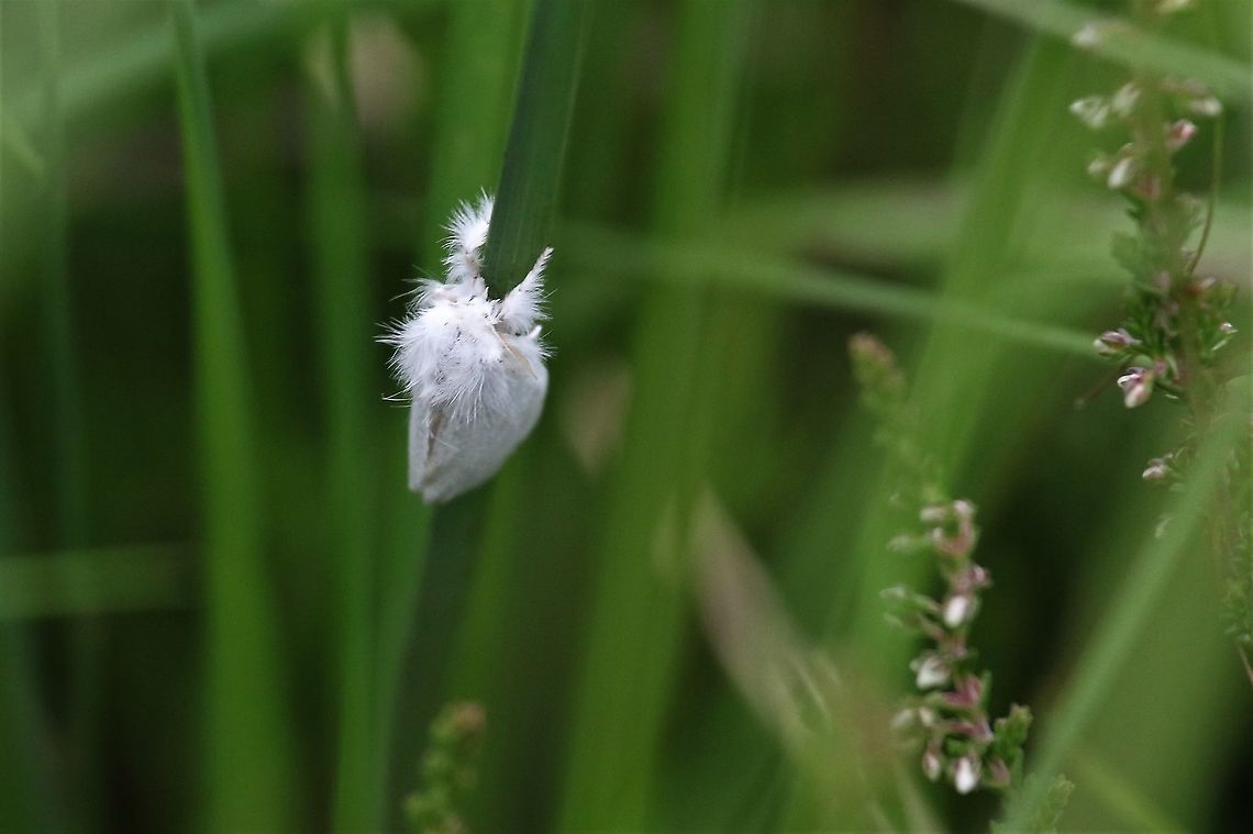 Moth sp. either Brown Tail or Yellow Tail I&#039;m told this is either a Yellow Tail (Euproctis similis) or a Brown Tail (Euproctis chrysorrhoea).  The Yellow Tail is more likely because of distribution. Cumbria,Drumburgh Moss,Moth Week 2020