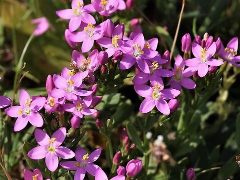 Common Centaury Found on the limestone pavement on this wonderful reserve. Centaurium erythraea,Common Centaury,Gait Barrows