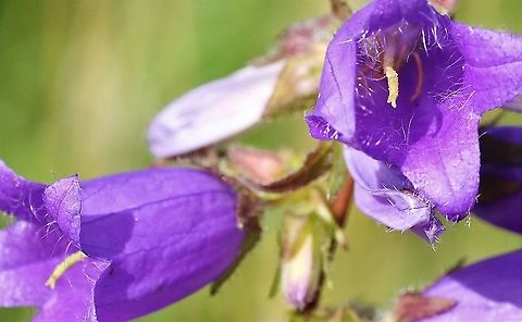 Nettle-Leaved Bellflower Another native bellflower Campanula trachelium,Cumbria,Kings Meaburn,Nettle-leaved Bellflower