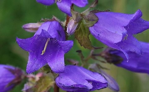 Nettle-Leaved Bellflower Down by the Lyvennet Campanula trachelium,Cumbria,Kings Meaburn,Nettle-leaved Bellflower