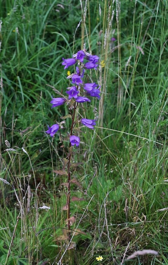 Nettle-Leaved Bellflower Another of our native bellflowers (Campanula) Campanula trachelium,Cumbria,Kings Meaburn,Nettle-leaved Bellflower