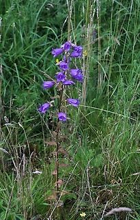 Nettle-Leaved Bellflower Another of our native bellflowers (Campanula) Campanula trachelium,Cumbria,Kings Meaburn,Nettle-leaved Bellflower