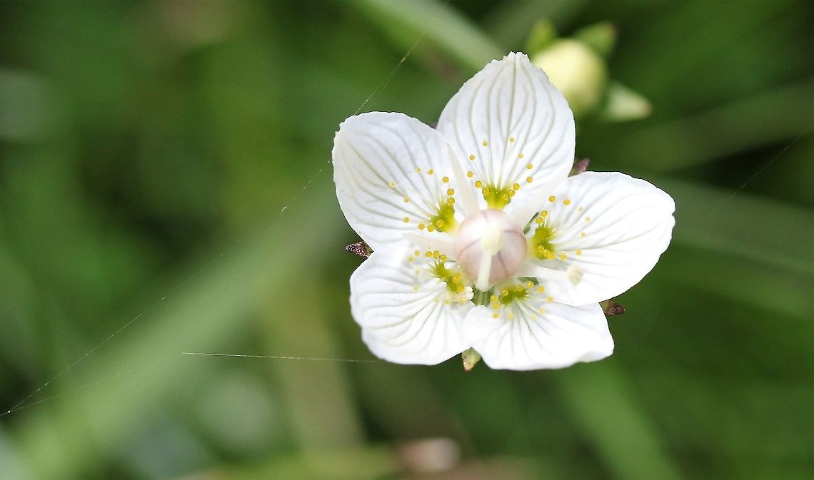 Grass of Parnassus A beautiful flower - the county flower of the old county of Cumberland Cumbria,Grass-of-Parnassus,Northern grass-of-Parnassus,Parnassia asarifolia,Parnassia palustris,Smardale