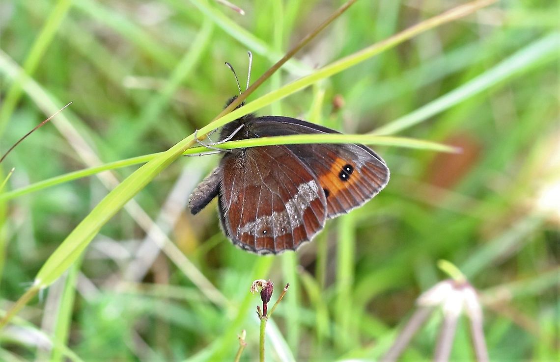 Scotch Argus These fly in Cumbria (only 2 sites) for a couple of weeks at the beginning of August. Erebia aethiops,Scotch argus