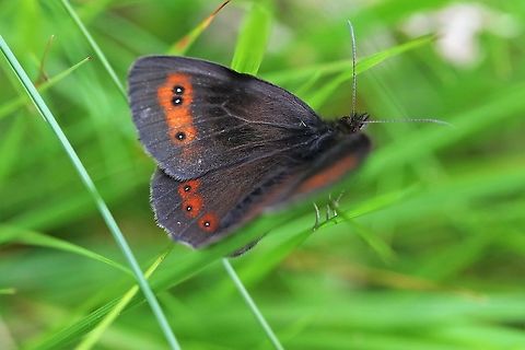 Scotch Argus One of the 59 species of butterfly native to the UK.  This is from one of only 2 colonies in England. Cumbria,Erebia aethiops,Scotch argus,Smardale