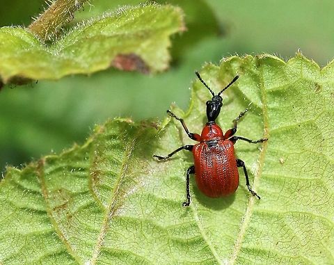 Hazel leaf roller Very striking beetle Apoderus coryli,Hazel Leaf Roller,Hutton Roof Reserve