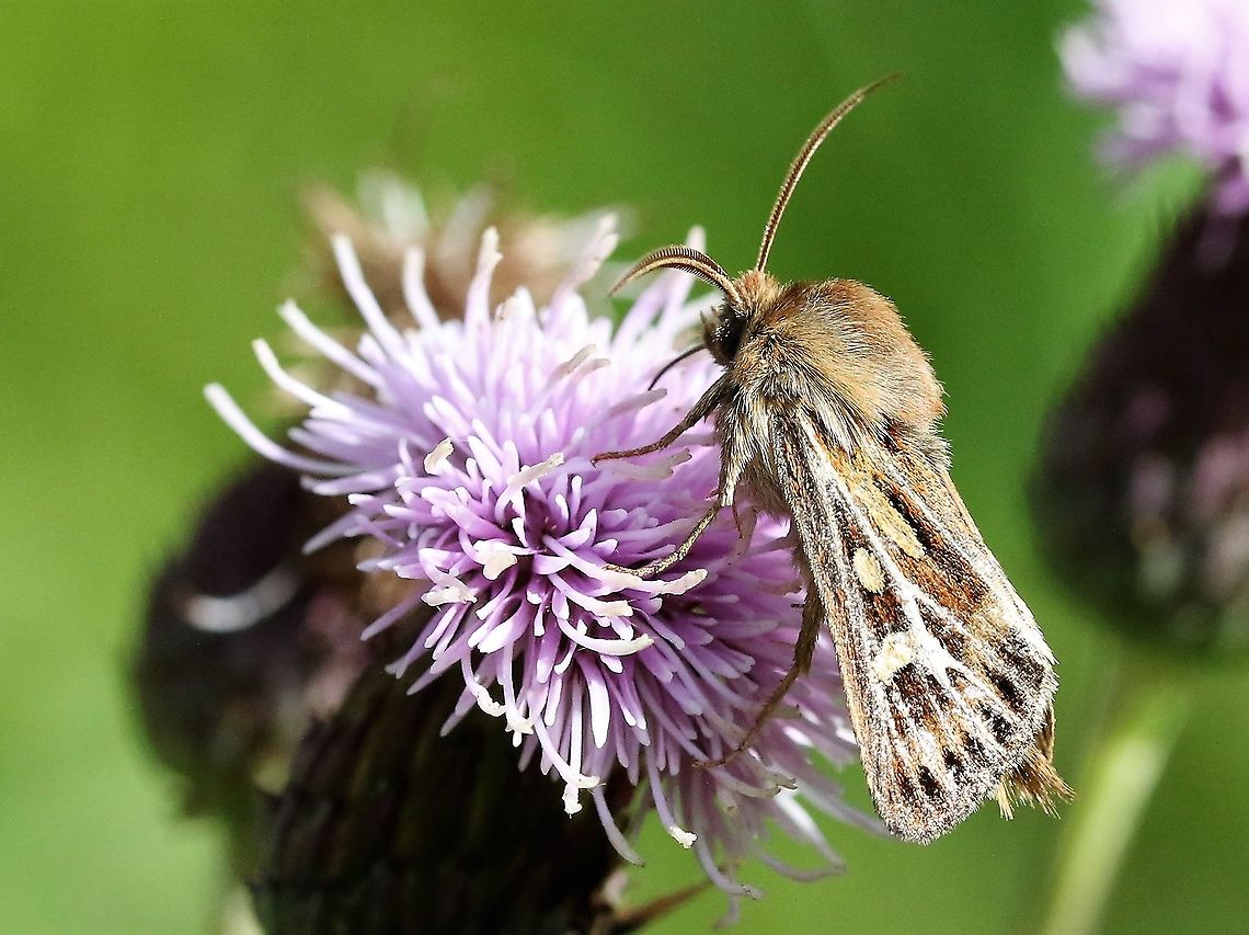 Antler moth Down by the Lyvennet, I gather there are quite a few about at the moment. Antler moth,Cerapteryx graminis,Cumbria,Kings Meaburn